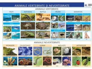 Animale vertebrate si nevertebrate. Plansa - Florica Alexandrescu