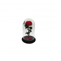 Trandafir criogenat Crioflora rosu in cupola de sticla cu baza neagra 27/15cm 9cm 