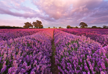 Fototapet cu Camp cu Lavanda komar 1-615 mov 184cm x 127cm 