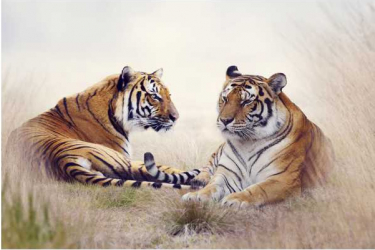 Tablou canvas cu rama si sistem de prindere tigri 70x50 cm 