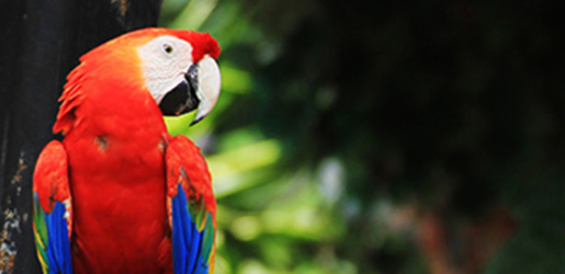 Panou bucatarie protectie plita aragaz antistropire print UV model Papagal Macaw Rosu 900x600 mm 