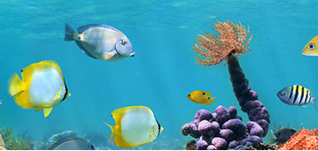 Panou decorativ bucatarie sticla securizata protectie plita print UV model Pestisori 1250x500 mm 