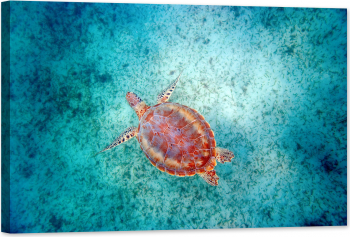 Tablou luminos in intuneric GlowforHome Broasca testoasa in mare albastru turcoaz in Maui 90 cm x 60 cm 