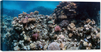 Tablou luminos in intuneric GlowforHome Coral subacvatic 80 cm x 40 cm 
