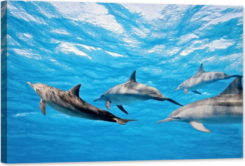 Tablou luminos in intuneric GlowforHome Delfinii in mare 60 cm x 40 cm 