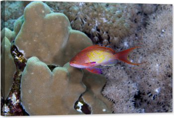 Tablou luminos in intuneric GlowforHome Lyretail Anthias in Marea Rosie 120 cm x 80 cm 