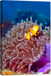 Tablou luminos in intuneric GlowforHome O pereche de pesti anemone 90 cm x 60 cm 