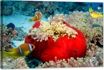 Tablou luminos in intuneric GlowforHome Orasul pestelui Nemo printre anemone si corali in mare ocean apa 60 cm x 40 cm 
