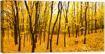 Tablou luminos in intuneric GlowforHome Panorama padurii galbene de toamna 80 cm x 40 cm 