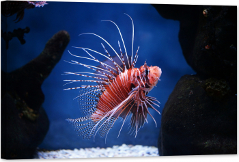 Tablou luminos in intuneric GlowforHome Pesti tropicali Pterois Volitans 90 cm x 60 cm 