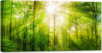 Tablou luminos in intuneric GlowforHome Raze solare calde vara in padure verde 80 cm x 40 cm 