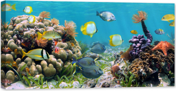 Tablou luminos in intuneric GlowforHome Recif panoramic lumea subacvatica ocean 120 cm x 60 cm 
