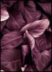 Art Print Poster Purple Flower 5070 cm 