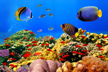 Fototapet Lumea subacvatica 1 250 x 200 cm 