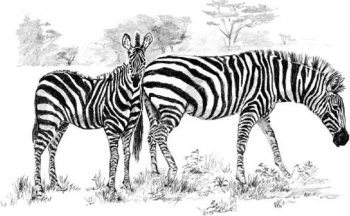 Set schita grafica Zebre A3