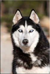 Tablou DualView Startonight Husky siberian luminos in intuneric 60 x 90 cm 