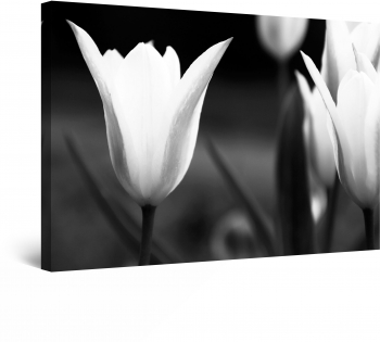 Tablou DualView Startonight Lalele Alb Negru luminos in intuneric 80 x 120 cm 