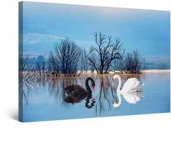 Tablou DualView Startonight Lebede Alb Negru luminos in intuneric 80 x 120 cm 