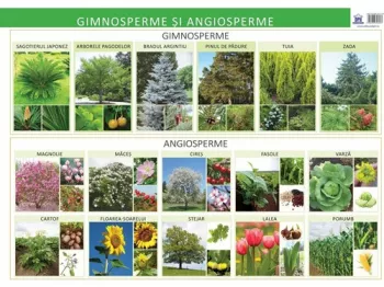 Gimnosperme si angiosperme. Plansa - Florica Alexandrescu
