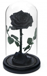 Trandafir Criogenat premium negru O8cm in cupola 12x25cm 
