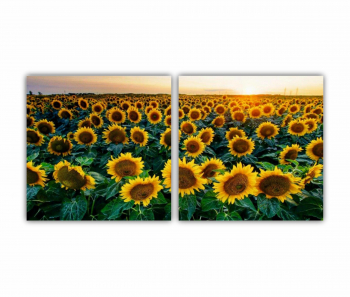 Set 2 Tablouri Multicanvas Camp de floarea soarelui 2 0072 160X80 cm 