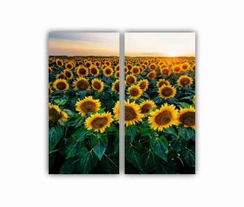 Set 2 Tablouri Multicanvas Camp de floarea soarelui 2 0072 80X80 cm 
