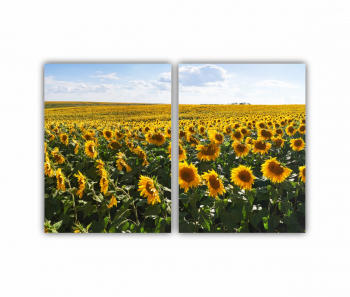 Set 2 Tablouri Multicanvas Camp de floarea soarelui 4 0074 180X120 cm 