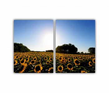 Set 2 Tablouri Multicanvas Camp de floarea soarelui 6 0076 180X120 cm 