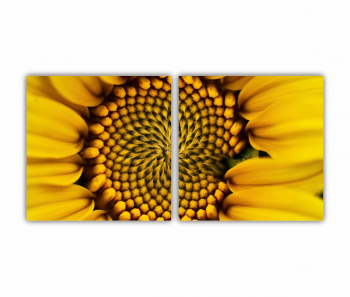 Set 2 Tablouri Multicanvas Camp de floarea soarelui 7 0077 160X80 cm 
