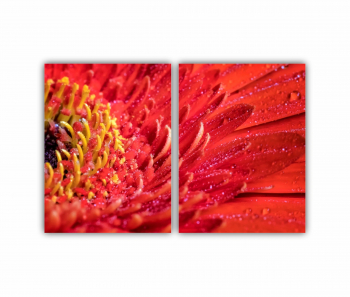 Set 2 Tablouri Multicanvas Floare de gerbera 0005 120X80 cm 