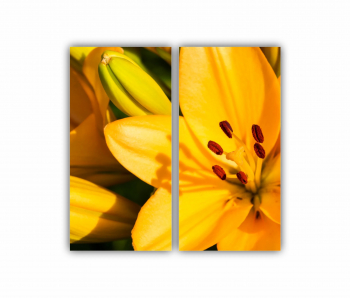 Set 2 Tablouri Multicanvas Floarea de lotus 0269 80X80 cm 