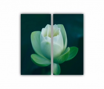 Set 2 Tablouri Multicanvas Orhidee Phalaenopsis alba 0283 80X80 cm 
