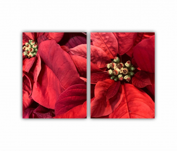 Set 2 Tablouri Multicanvas Poinsettia Craciun Fericit Flori rosii 0560 120X80 cm 