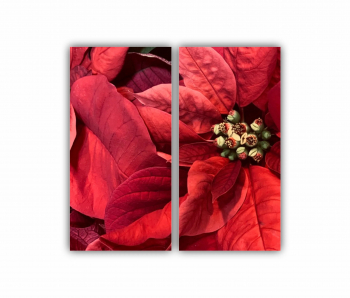 Set 2 Tablouri Multicanvas Poinsettia Craciun Fericit Flori rosii 0560 80X80 cm 