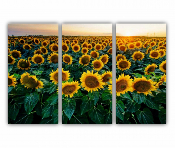 Set 3 Tablouri Multicanvas Camp de floarea soarelui 2 0072 180X120 cm 