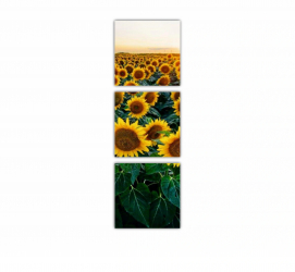 Set 3 Tablouri Multicanvas Camp de floarea soarelui 2 0072 60X180 cm 