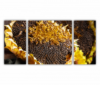 Set 3 Tablouri Multicanvas Camp de floarea soarelui 5 0075 120X60 cm 