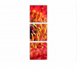 Set 3 Tablouri Multicanvas Floare de gerbera 0005 40X120 cm 