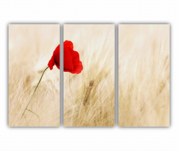 Set 3 Tablouri Multicanvas Floare rosie 0266 180X120 cm 