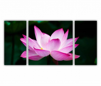 Set 3 Tablouri Multicanvas Floarea de lotus 0262 120X60 cm