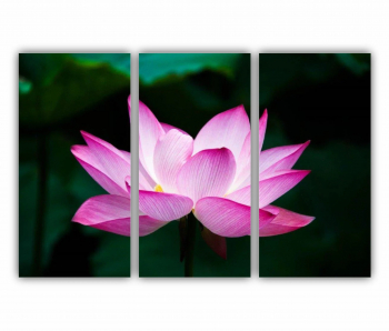 Set 3 Tablouri Multicanvas Floarea de lotus 0262 180X120 cm 