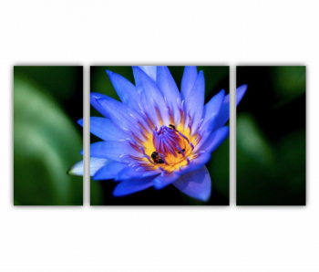 Set 3 Tablouri Multicanvas Floarea de lotus 0278 120X60 cm 