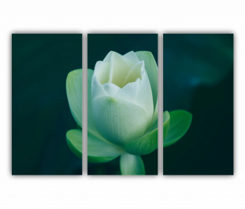 Set 3 Tablouri Multicanvas Orhidee Phalaenopsis alba 0283 180X120 cm 