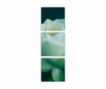 Set 3 Tablouri Multicanvas Orhidee Phalaenopsis alba 0283 60X180 cm 
