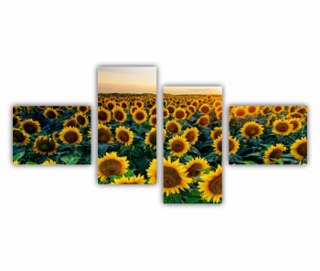 Set 4 Tablouri Multicanvas Camp de floarea soarelui 2 0072 140X70 cm 