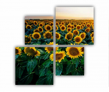 Set 4 Tablouri Multicanvas Camp de floarea soarelui 2 0072 160X160 cm 
