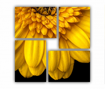 Set 4 Tablouri Multicanvas Camp de floarea soarelui 3 0073 70X70 cm 