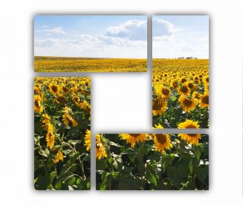 Set 4 Tablouri Multicanvas Camp de floarea soarelui 4 0074 120X120 cm 