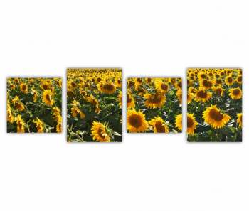 Set 4 Tablouri Multicanvas Camp de floarea soarelui 4 0074 240X80 cm 