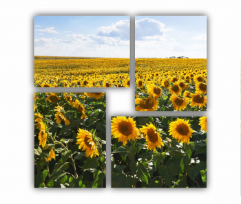 Set 4 Tablouri Multicanvas Camp de floarea soarelui 4 0074 70X70 cm 